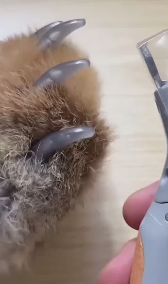 🐾🐶Professional Pet Nail Clipper Scissors with LED Light Cat Dog Nail Clippers Tool Scissors Nail Toeclaw Cutter Scissors Pet Suppl 🐾🐶